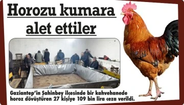 Horozu kumara alet ettiler